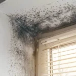 Professional Mold Removal Services in Oakville