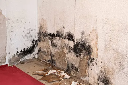 Black mold growing on an indoor wall after water damage