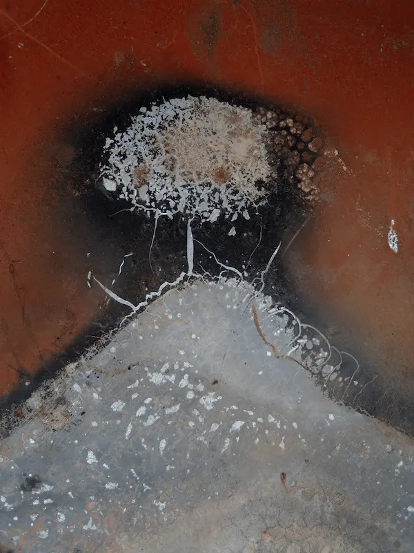 Cladosporium mold colony growing on a damp surface