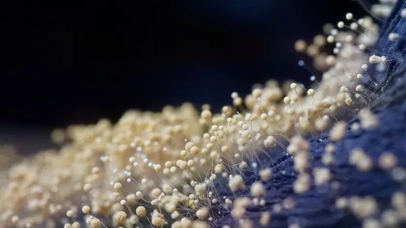 Aspergillus mold colonies growing on a contaminated surface